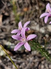 Philotheca reichenbachii