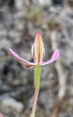 Caladenia pusilla