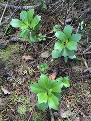Brachyglottis kirkii