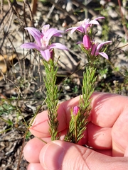 Philotheca reichenbachii