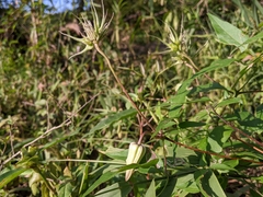 Clematis crispa