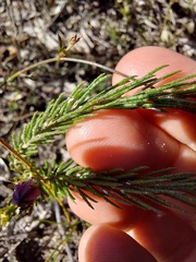 Philotheca reichenbachii
