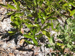 Geobalanus oblongifolius