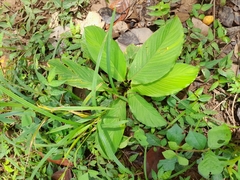 Goeppertia panamensis