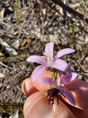 Philotheca reichenbachii