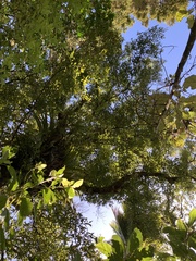 Beilschmiedia tawa