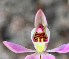 Caladenia pusilla