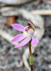Caladenia pusilla