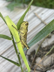 Melanoplus differentialis differentialis