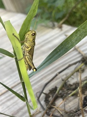Melanoplus differentialis differentialis