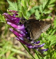 Thorybes pylades indistinctus