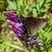 California Northern Cloudywing - Photo (c) gilbertj, some rights reserved (CC BY-NC)
