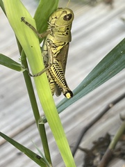 Melanoplus differentialis differentialis