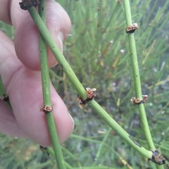 Ephedra viridis