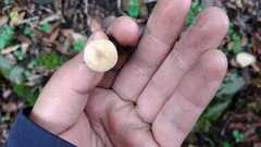 Lactocollybia