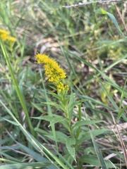 Solidago missouriensis