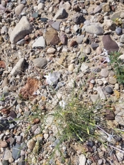 Ipomopsis longiflora