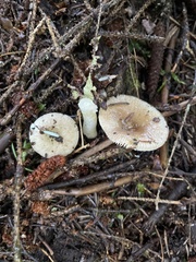 Russula fragilis