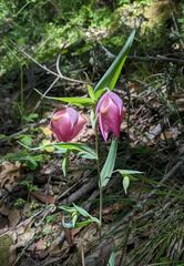 Calochortus albus
