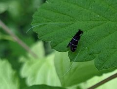 Adela septentrionella