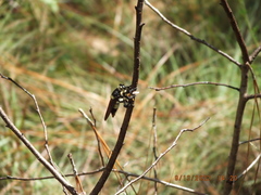 Mallophora bomboides