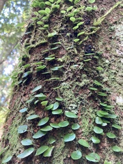 Lemmaphyllum microphyllum