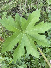 Napaea dioica