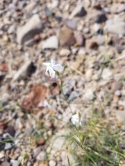 Ipomopsis longiflora