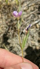 Clarkia