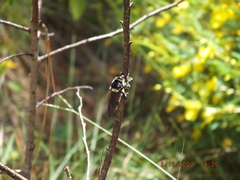 Mallophora bomboides