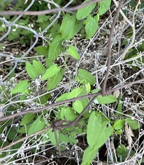 Asclepiadeae