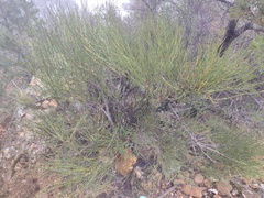Ephedra viridis
