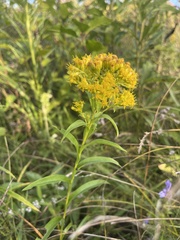 Solidago riddellii