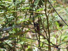 Mallophora bomboides