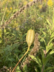 Lilium michiganense