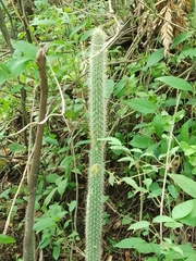 Nyctocereus serpentinus