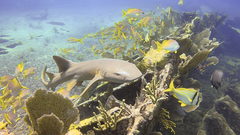Ginglymostoma cirratum