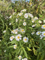 Symphyotrichum firmum