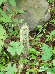 Nyctocereus serpentinus