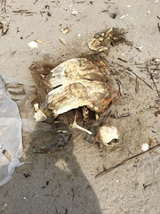 Caretta caretta