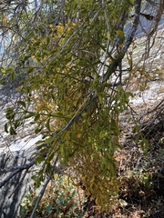 Phoradendron villosum