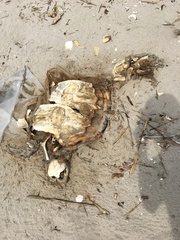 Caretta caretta
