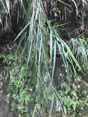 Arundo formosana
