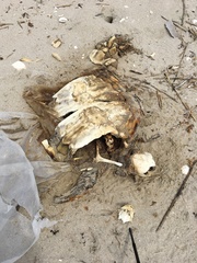 Caretta caretta