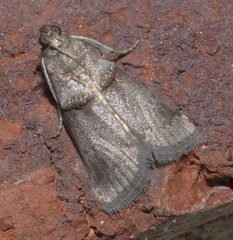 Acrobasis