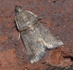 Acrobasis