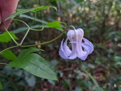 Clematis crispa