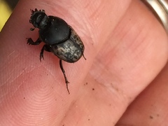 Onthophagus nuchicornis