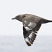 South Polar Skua - Photo (c) Bill Bouton, some rights reserved (CC BY-NC)