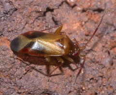 Ceratocapsus